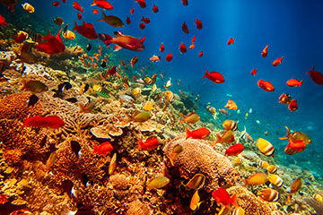 Reef Exports Hit Hard By Ongoing Regulatory Issues